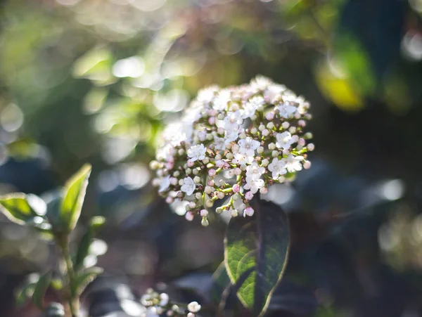 Vue Rapprochée Tendre Floraison Branche Arbre Vert — Photo