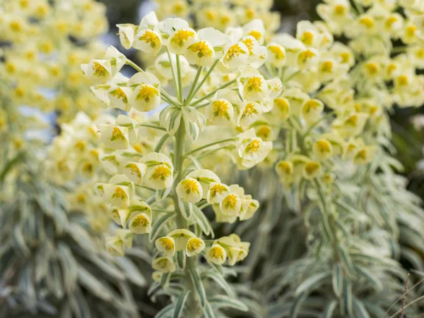 Vue Rapprochée Des Fleurs Jaune Clair Fleurs Pastel — Photo