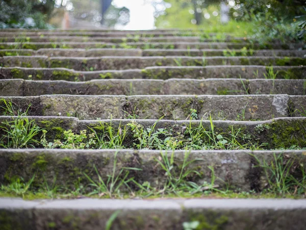 Vista Cercana Hierba Verde Escaleras Piedra —  Fotos de Stock