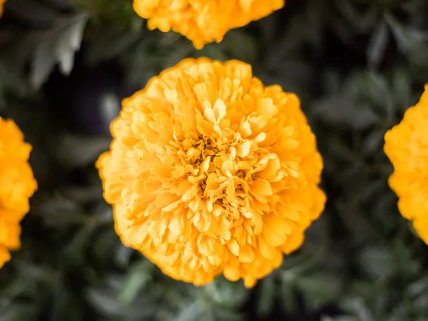 Закрыть Вид Свежий Ярко Желтый Цветок Хризантемы — стоковое фото