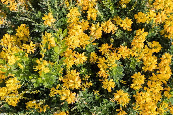 Vue Rapprochée Fleurs Florissantes Jaune Vif — Photo