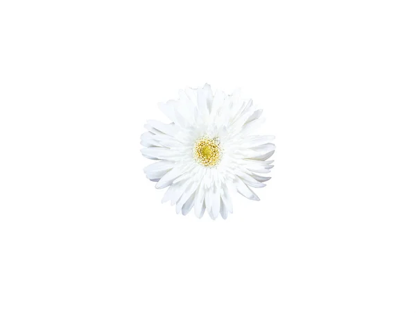 White Flower White Background — Stock Photo, Image