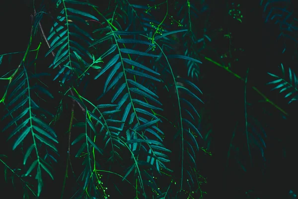 Planta Verde Tropical Fondo Oscuro —  Fotos de Stock