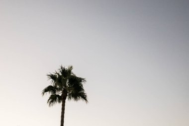 Gün batımında palmiye ağaçları mavi bir arka planda