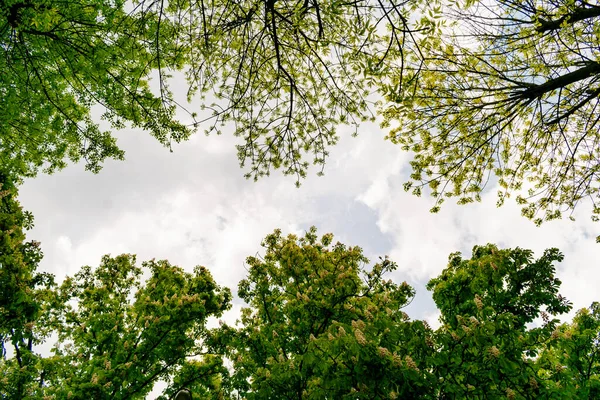 Över Himlen Genom Kronorna Träd Med Blad — Stockfoto