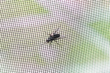 Sineğin biri cibinlikteki bir delikten sürünerek geçmeye çalışıyor.