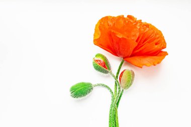 Gelincik çiçeği ılık yaz yağmurunda ıslanmış beyaz bir arka planda