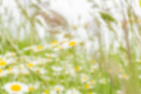 A blurry image of wildflowers and grasses on a summer day