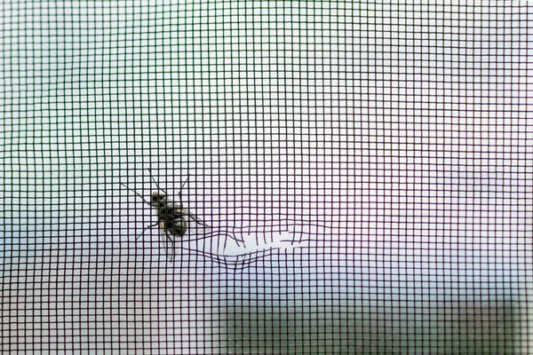 Mucha Próbuje Przeczołgać Się Przez Dziurę Moskitierze — Zdjęcie stockowe