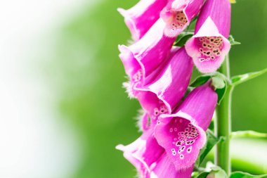 Güneşli bir bahçede büyük beyaz ve mor tomurcukları olan yaz çiçekleri