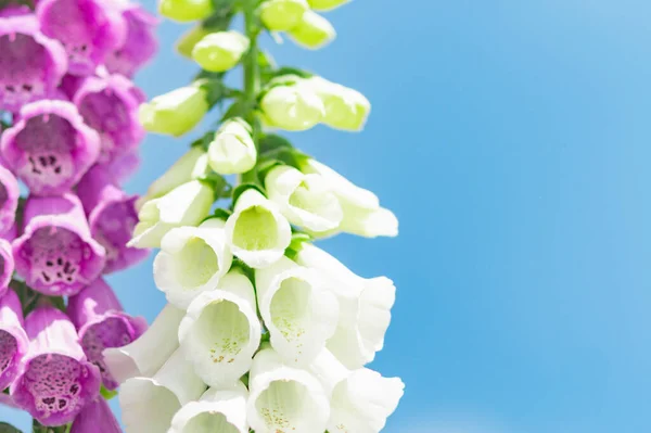 Zomer Bloemen Met Grote Witte Paarse Knoppen Een Zonnige Tuin — Stockfoto