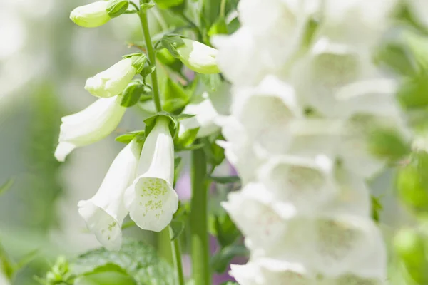Zomer Bloemen Met Grote Witte Knoppen Een Zonnige Tuin — Stockfoto