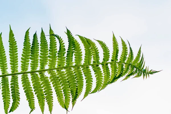 白い背景に大きな緑色の草本植物の葉 — ストック写真