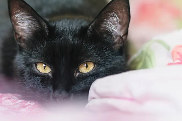 Muilkorf Van Een Zwarte Kat Liggend Bank — Stockfoto