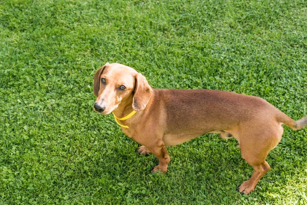 Kleine Gladde Hond Van Beige Kleur — Stockfoto