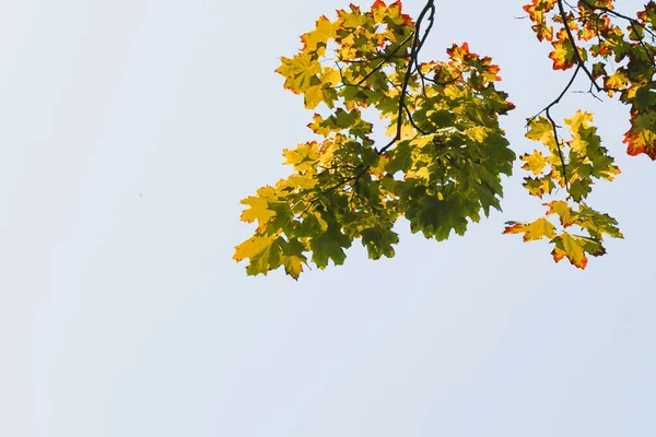 黄杨树的枝条 黄黄的叶子映衬着天空 — 图库照片