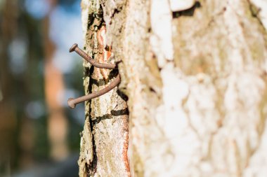 Ormandaki bir ağaca saplanmış iki paslı çivi
