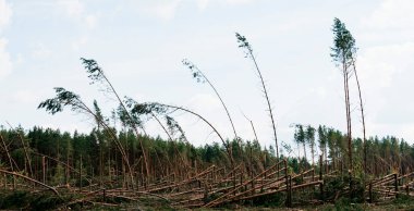Yol kenarındaki kasırgadan sonra ciddi şekilde kırılmış ağaçlar.