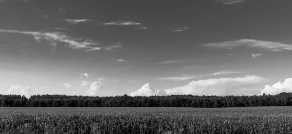 Fekete Fehér Kép Esti Égboltról Felhőkkel — Stock Fotó