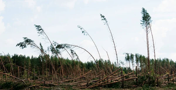 Yol kenarındaki kasırgadan sonra ciddi şekilde kırılmış ağaçlar.