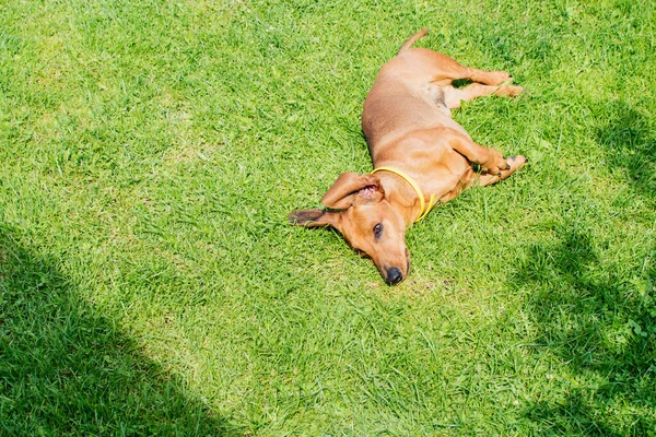 Kleine Gladde Hond Het Gras Bij Het Huis — Stockfoto