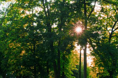 Sonbaharın başında. Güneş ışınları gün batımında yoğun yaprakları delip geçer.