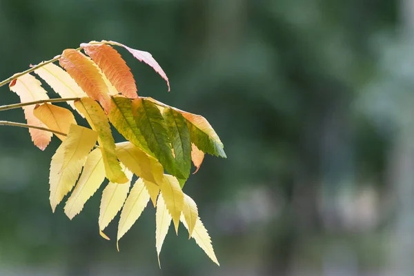 秋天五彩斑斓树叶的背景图像 — 图库照片