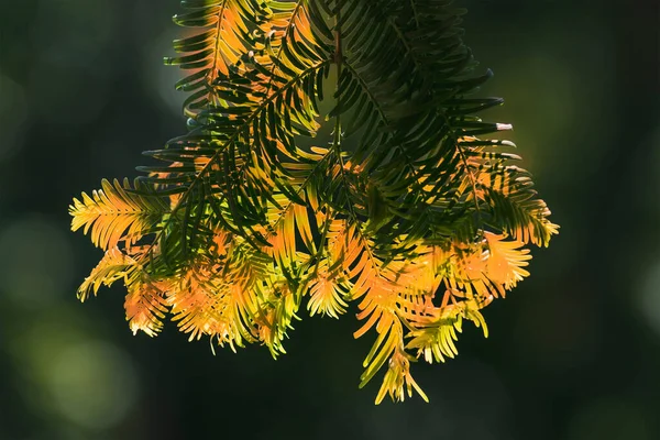Háttérképe Egy Növény Egy Őszi Parkban — Stock Fotó
