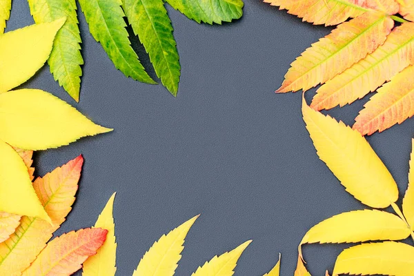 Tło Obraz Jesienią Kolorowe Liście — Zdjęcie stockowe