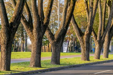 Sonbahar Park 'ta yol boyunca ağaçlar güneşli bir günde