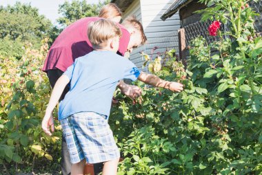 Çocuklar arsada ahududu topluyor. Kardeşler birlikte çalışıyor.