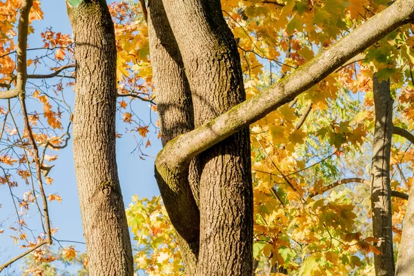 Δέντρα Κατά Μήκος Του Δρόμου Στην Πόλη Φθινόπωρο Πάρκο Ηλιόλουστη — Φωτογραφία Αρχείου