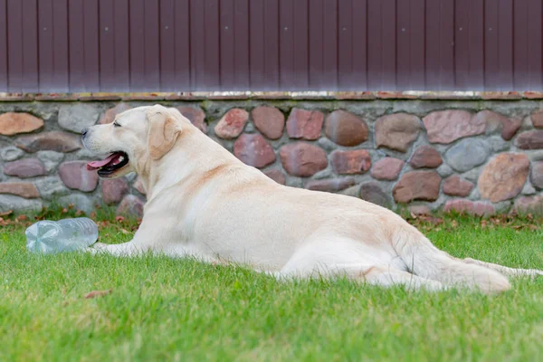 Dorosły Blond Pies Labrador Bawiący Się Podwórku Jesienią Wieczorem — Zdjęcie stockowe