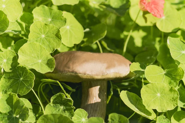 Hongo Comestible Blanco Grande Crece Matorrales Arbustos — Foto de Stock