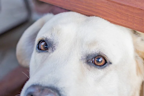 Dorosły Blond Pies Labrador Bawiący Się Podwórku Jesienią Wieczorem — Zdjęcie stockowe