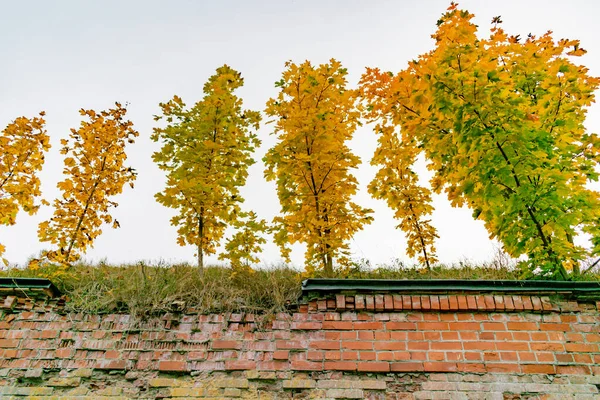 Sprießende Junge Herbstbäume Der Festungsmauer — Stockfoto