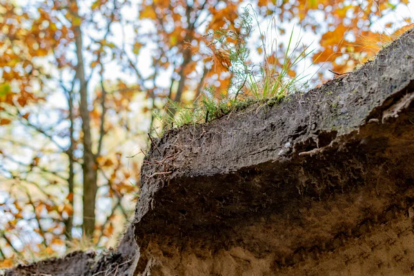 ピットから秋の森の景色 黒い土と木の根 — ストック写真