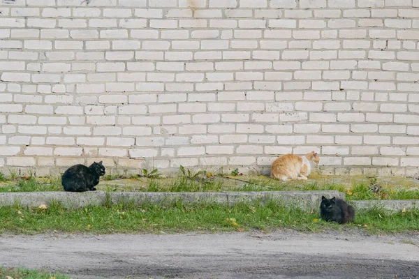 院子里的无家可归的猫 红的和黑的 — 图库照片