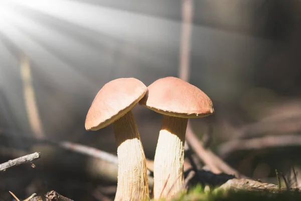 Essbare Pilze Herbstlichen Sonnenwald Weißes Bein Kastanienbrauner Hut — Stockfoto