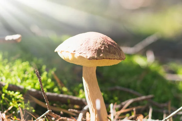 Essbarer Pilz Herbstlichen Sonnenwald Weißes Bein Kastanienbrauner Hut — Stockfoto