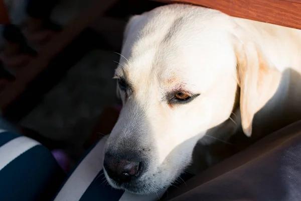 Dorosły Blond Pies Labrador Bawiący Się Podwórku Jesienią Wieczorem — Zdjęcie stockowe