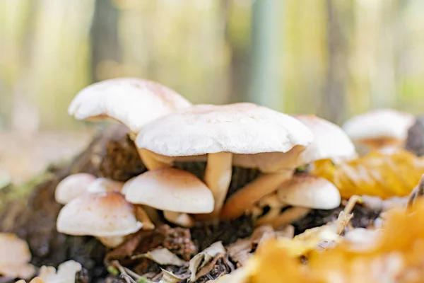Ungenießbarer Pilz Herbst Sonniger Wald Mit Braunem Hut — Stockfoto