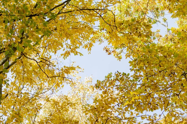 Jesienny Krajobraz Drzewami Żółtymi Liśćmi Poza Miastem — Zdjęcie stockowe