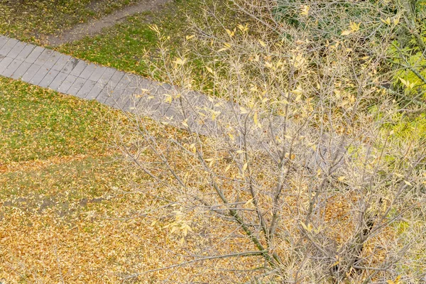 View of the autumn yard covered with yellow leaves from the balcony of the house