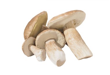 Hafif bir arka planda birkaç porcini mantarı. Büyük, yenilebilir mantarlar.