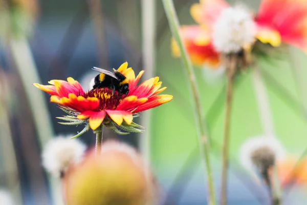 Bumblebee Zbiera Pyłek Kwiatach Kwiaty Czerwonymi Płatkami — Zdjęcie stockowe