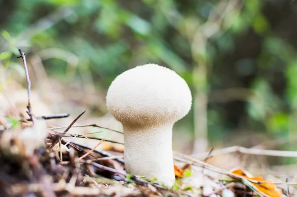 Young Mushroom Autumn Forest Pure White Inedible Mushroom Grows Moss — Stock Photo, Image