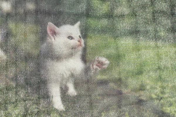 Gatito Blanco Juega Con Una Mosquitera Para Ventana —  Fotos de Stock