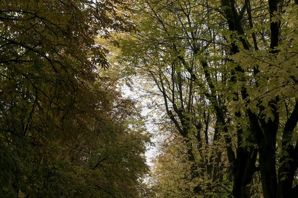 Blick Den Himmel Durch Die Bäume Einem Herbstabend — Stockfoto