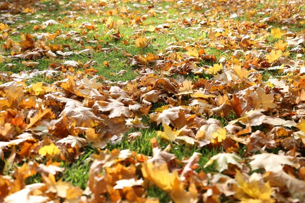 Gele herfstbladeren op het groene gras — Stockfoto